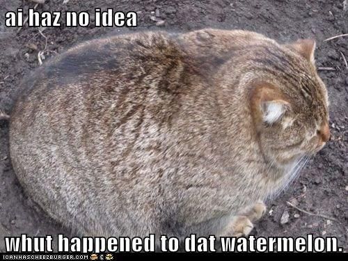 watermeloncat_zps122c49bd.jpg