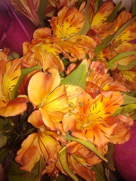 Thank you for my pretty flowers good buddy!