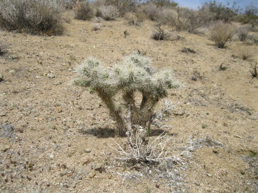 MojavedesertAdventure047.jpg