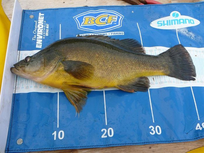 Yellowbelly 42cm on mat