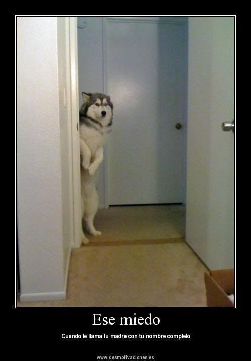 humor humor