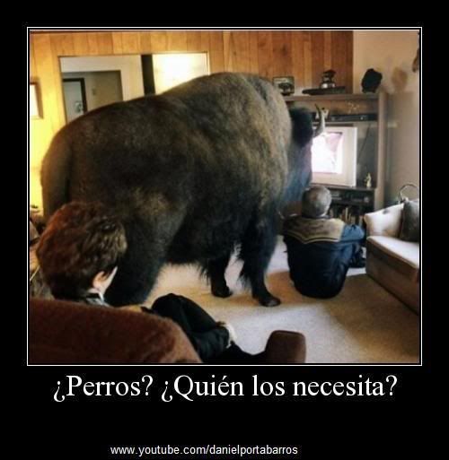 frases frases