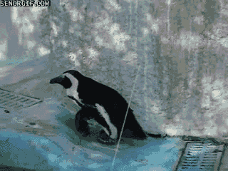 funny-gifs-penguins-having-some-trouble.gif