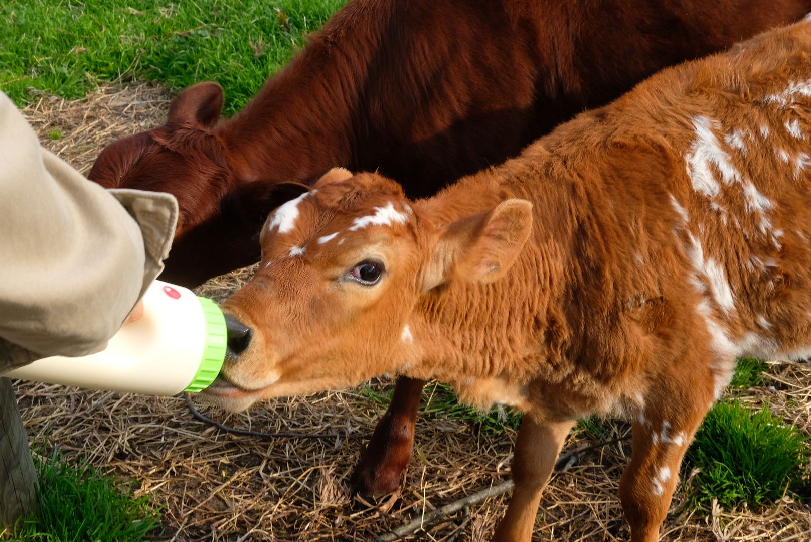 photo Collingwood Childrens Farm 10.jpg