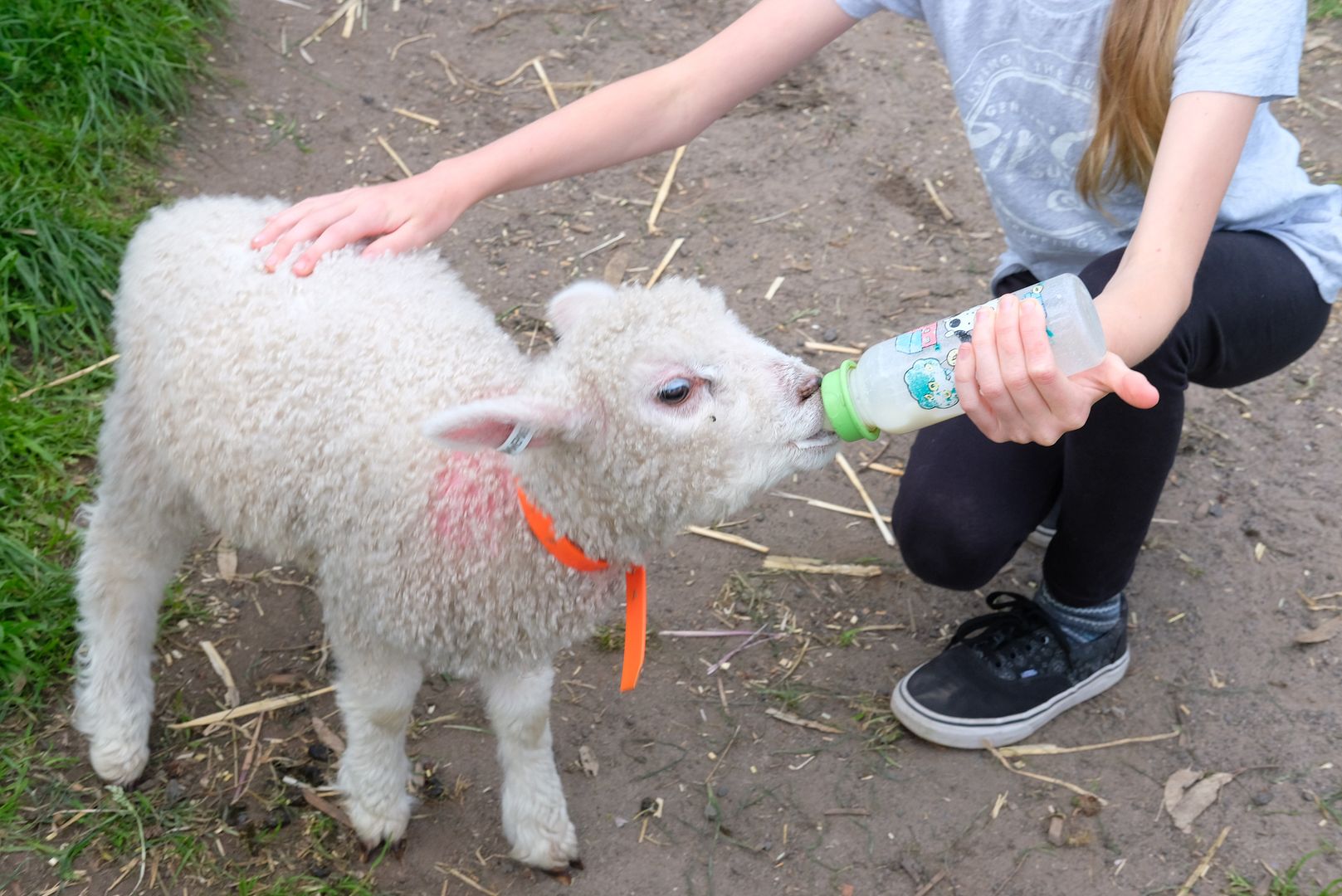 photo Collingwood Childrens Farm 11.jpg