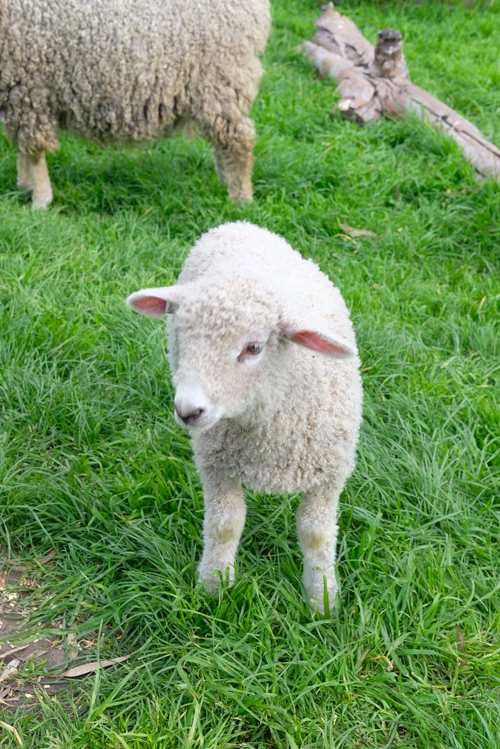 photo Collingwood Childrens Farm 12.jpg