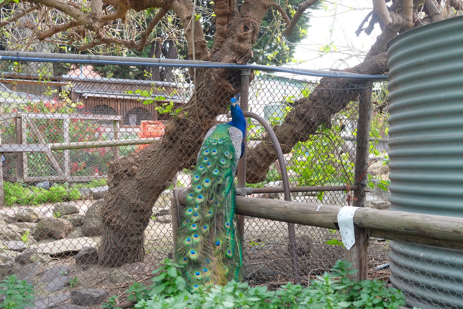 photo Collingwood Childrens Farm 2.jpg