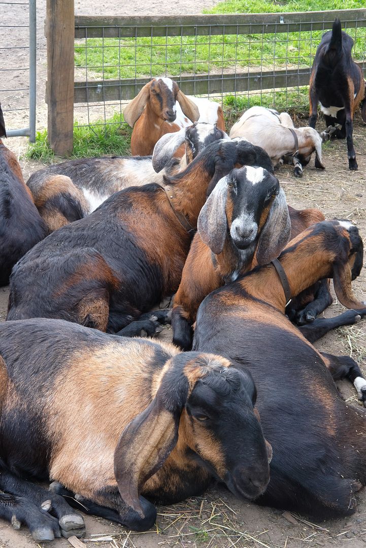 photo Collingwood Childrens Farm 5.jpg
