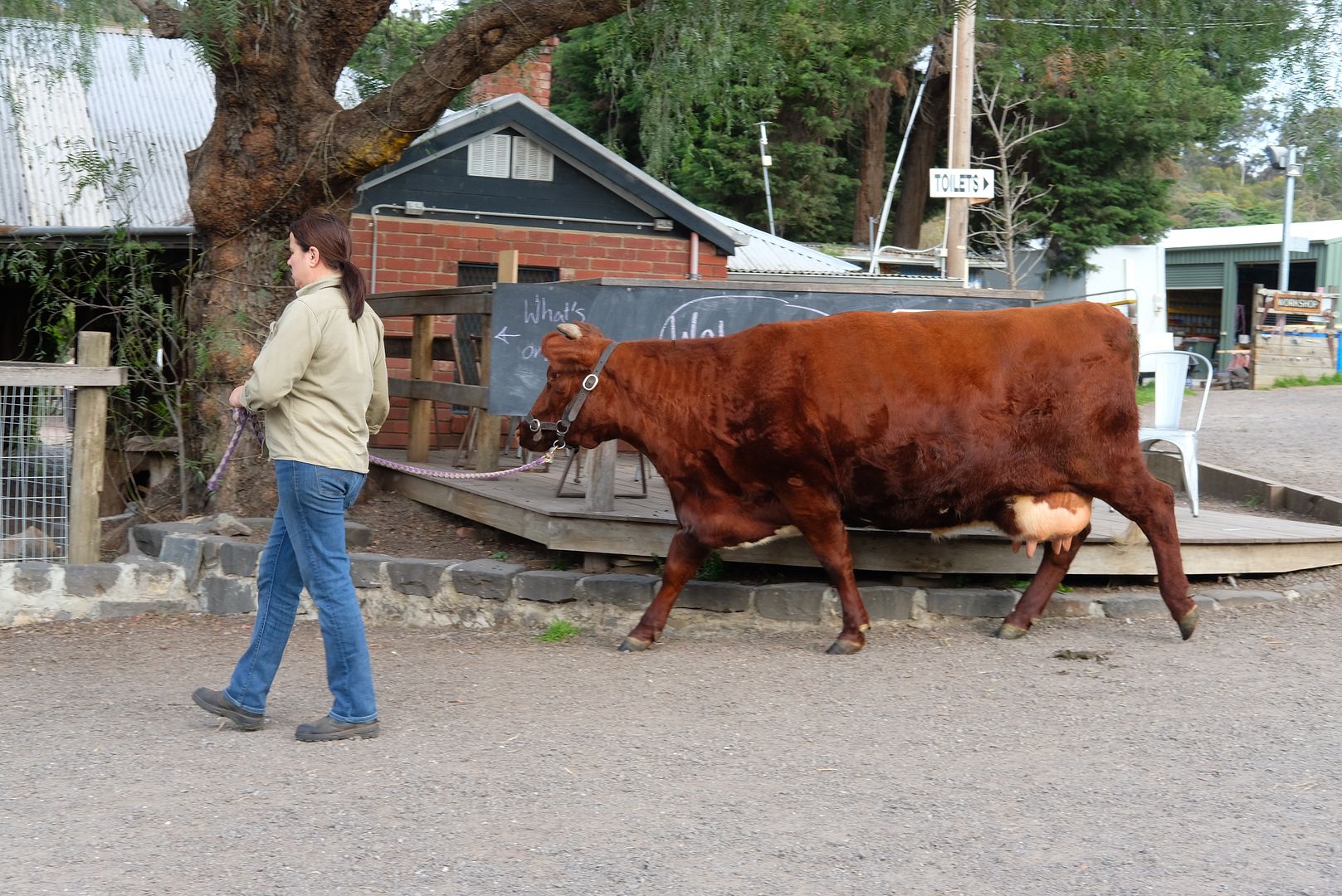 photo Collingwood Childrens Farm 8.jpg