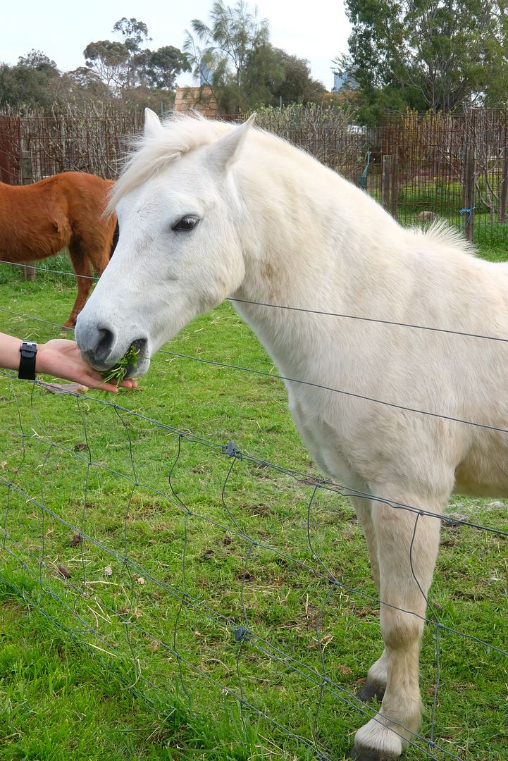 photo Collingwood Childrens Farm.jpg