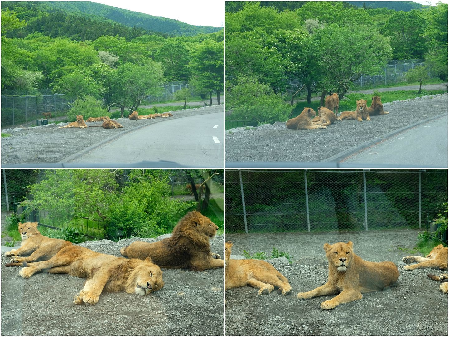 photo Fuji Safari Park Lions.jpg