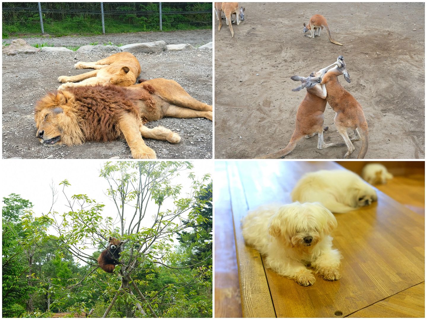 photo Fuji Safari Park.jpg