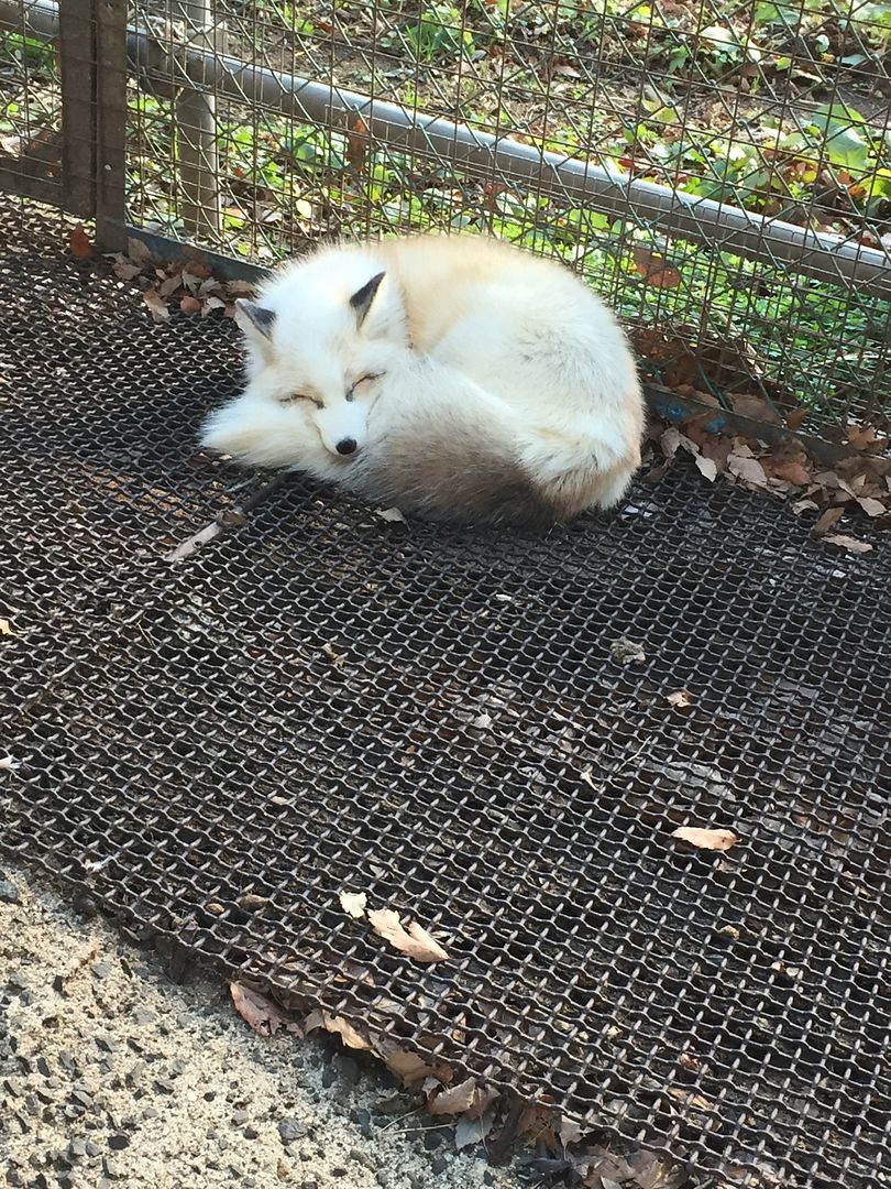 photo Miyagi Zao Fox Village 3.jpg