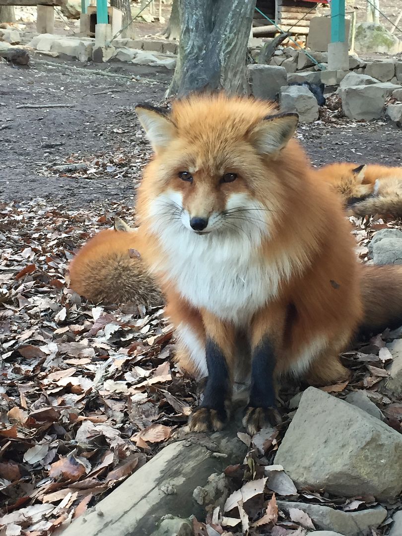 photo Miyagi Zao Fox Village 4.jpg