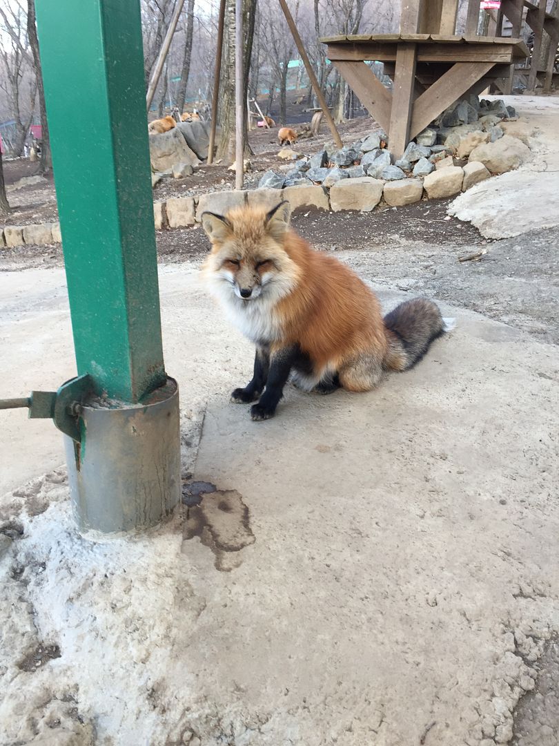 photo Miyagi Zao Fox Village 5.jpg