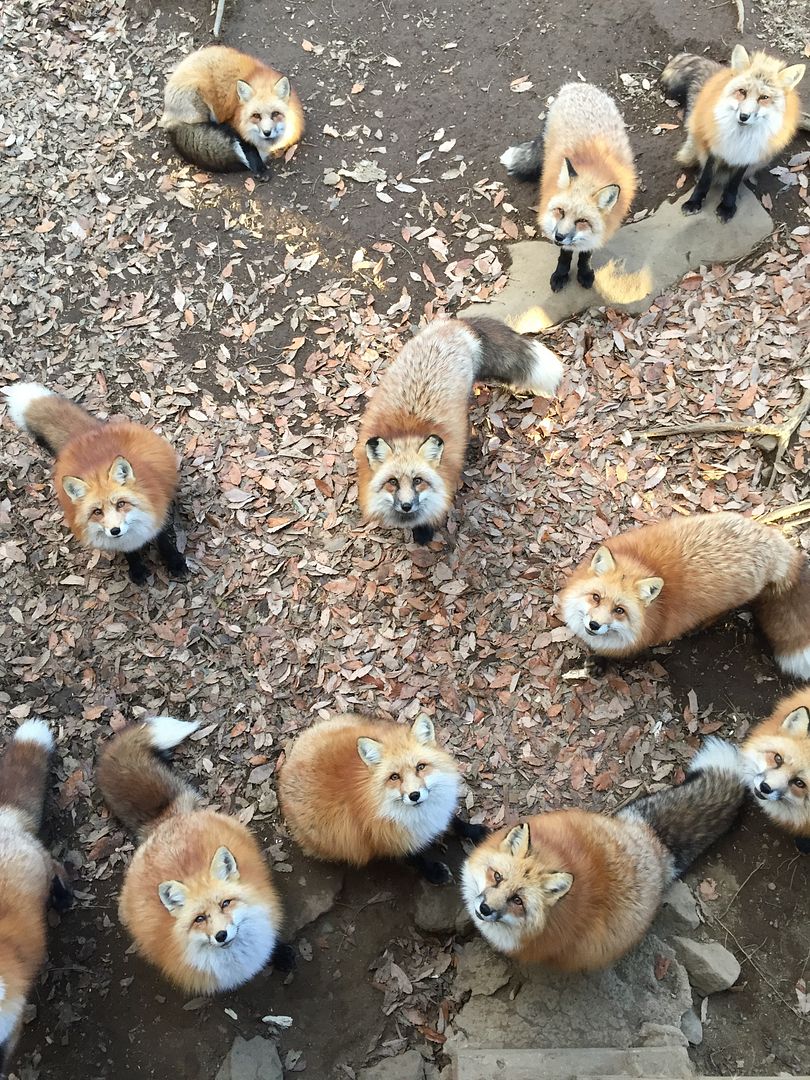 photo Miyagi Zao Fox Village 7.jpg