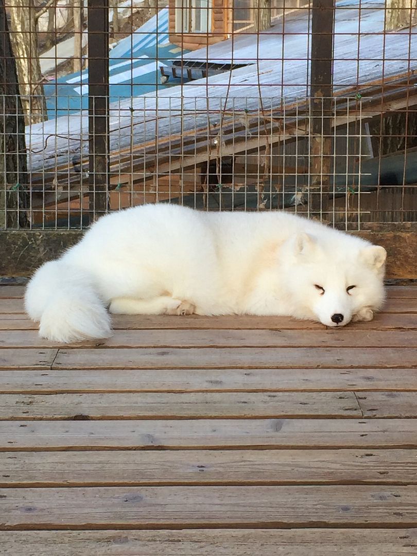photo Miyagi Zao Fox Village 8.jpg