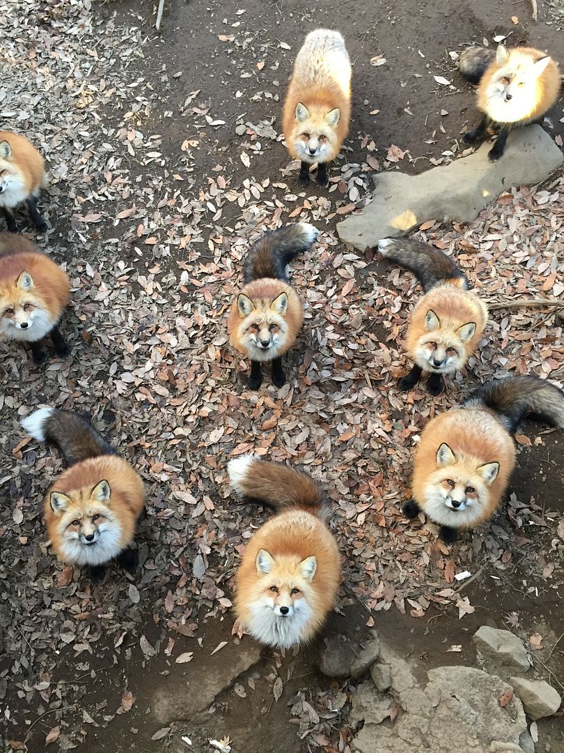 photo Miyagi Zao Fox Village 9.jpg
