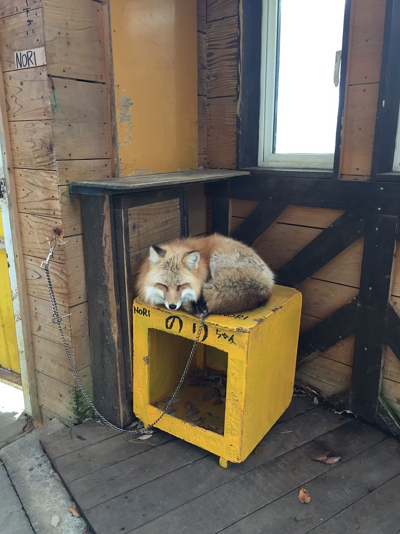 photo Miyagi Zao Fox Village.jpg