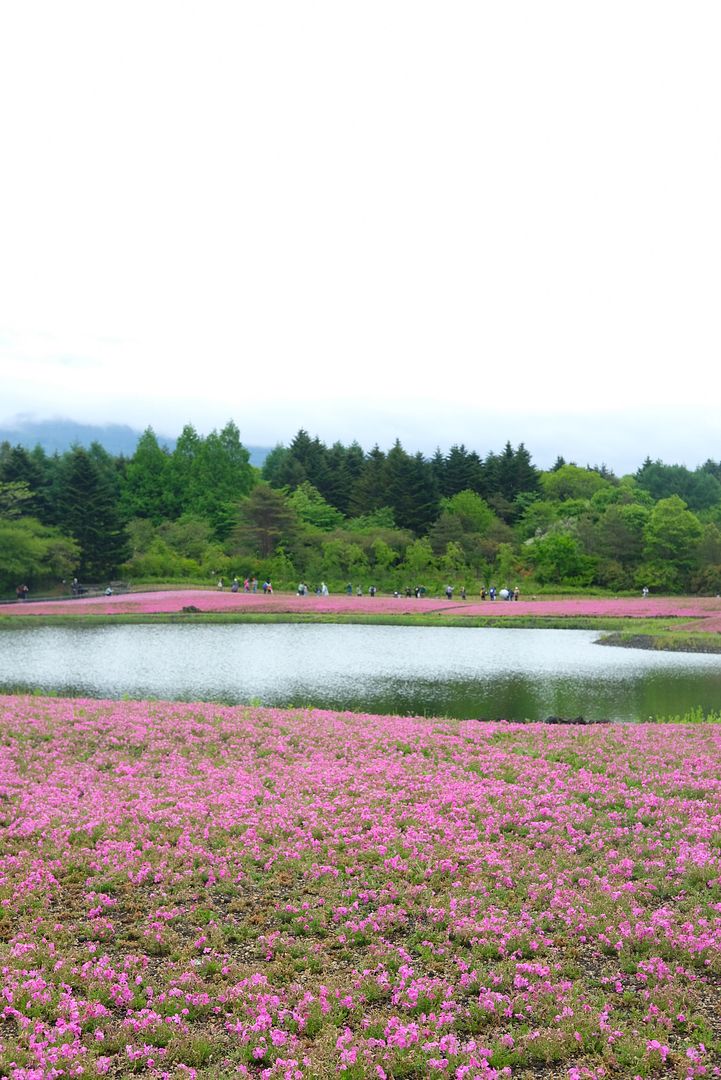 photo Shibazakura.jpg