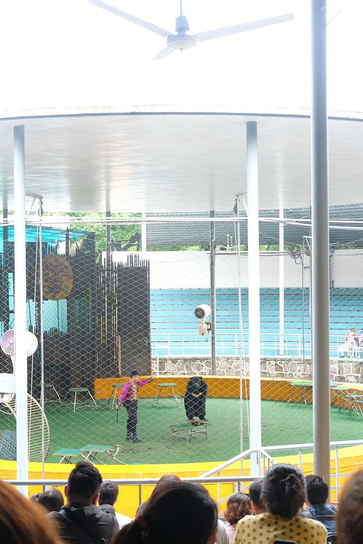 photo shanghai wildlife animal park circus.jpg