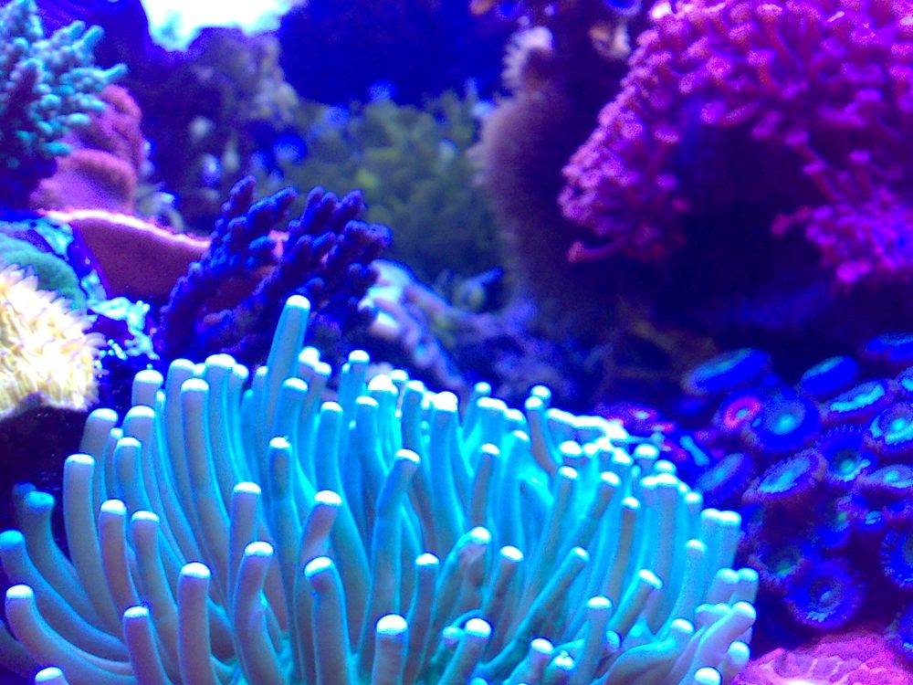 anemonpiring.jpg