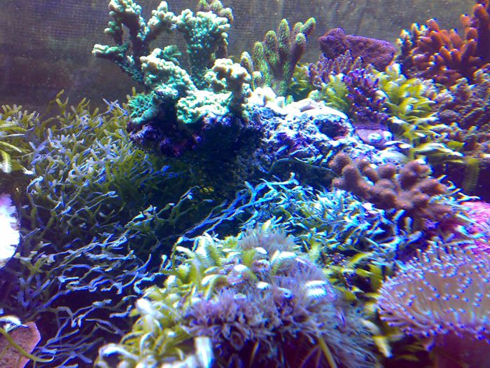 asemantengah_zps6101c31c.jpg