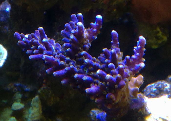purpleacro_zpsa59e0abd.jpg