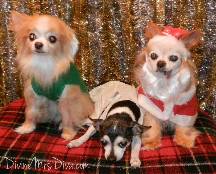 My Dearly Departed Angels. - DivineMrsDiva.com #chihuahua