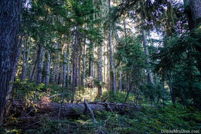 A photo journal of our Labor Day hike near Mt. Hood, Oregon. – DivineMrsDiva.com #travel #vacation #plussizetravel #psblogger #plussizeblogger #plussize #psootd #plussizeclothing #plussizecasual #oregon #mthood #hiking #pnw #pacificnorthwest