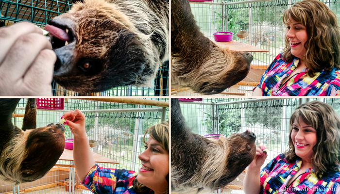 My Birthday Weekend: Outfits, Adventures, and Sloths! Oh my! (Visiting Sloths at the Zoological Wildlife Conservation Center) - DivineMrsDiva.com  #psblogger #plussizeblogger #zwcc #sloths #pdx #portland