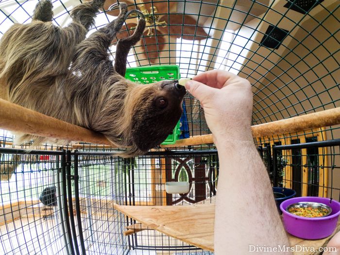 My Birthday Weekend: Outfits, Adventures, and Sloths! Oh my! (Visiting Sloths at the Zoological Wildlife Conservation Center) - DivineMrsDiva.com  #psblogger #plussizeblogger #zwcc #sloths #pdx #portland 