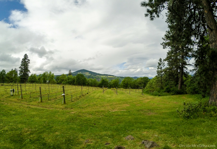 My Birthday Weekend: Outfits, Adventures, and Sloths! Oh my! (Cathedral Ridge Wineray, Wine Tasting in Hood River) - DivineMrsDiva.com  #psblogger #plussizeblogger #pdx #portland #cathedralridgewinery #winetasting #hoodriver