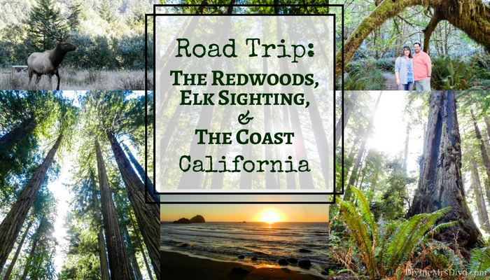 It’s road trip time!  Today, Hailey takes you hiking through the Redwoods, to the Elk Meadow for some elk watching, and for a lovely sunset stroll along the beach! – DivineMrsDiva.com #travel #vacation #plussizetravel #roadtrip #california #northerncalifornia #redwoods #elkmeadow #crescentcity #crescentharbor #demartinbeach