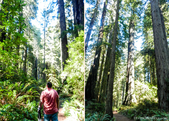 It’s road trip time!  Today, Hailey takes you hiking through the Redwoods, to the Elk Meadow for some elk watching, and for a lovely sunset stroll along the beach! (Amongst the Redwoods) – DivineMrsDiva.com #travel #vacation #plussizetravel #roadtrip #california #northerncalifornia #redwoods #elkmeadow #crescentcity #crescentharbor #demartinbeach