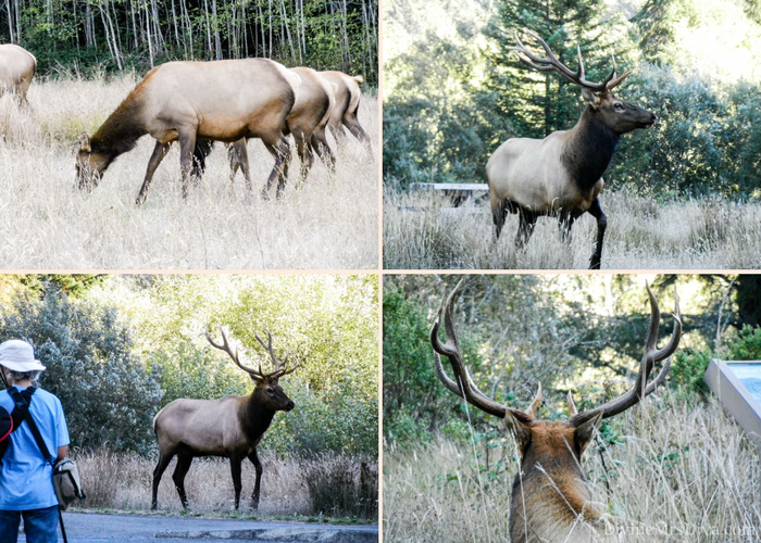 It’s road trip time!  Today, Hailey takes you hiking through the Redwoods, to the Elk Meadow for some elk watching, and for a lovely sunset stroll along the beach! (Elk Meadow) – DivineMrsDiva.com #travel #vacation #plussizetravel #roadtrip #california #northerncalifornia #redwoods #elkmeadow #crescentcity #crescentharbor #demartinbeach