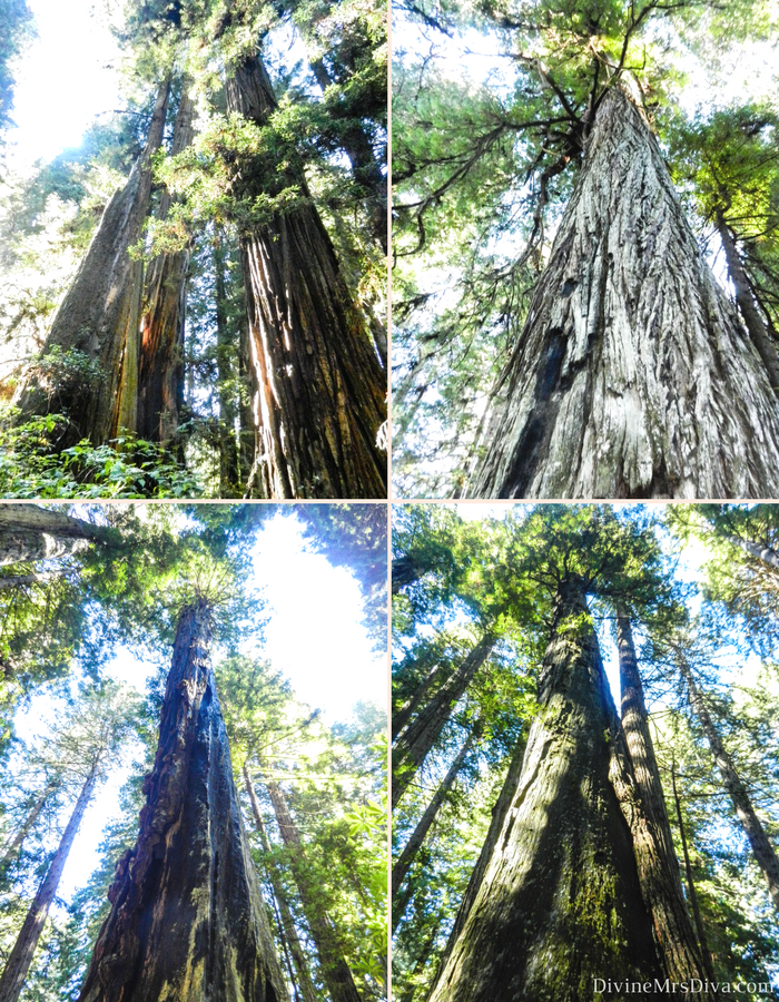 It’s road trip time!  Today, Hailey takes you hiking through the Redwoods, to the Elk Meadow for some elk watching, and for a lovely sunset stroll along the beach! (Amongst the Redwoods) – DivineMrsDiva.com #travel #vacation #plussizetravel #roadtrip #california #northerncalifornia #redwoods #elkmeadow #crescentcity #crescentharbor #demartinbeach
