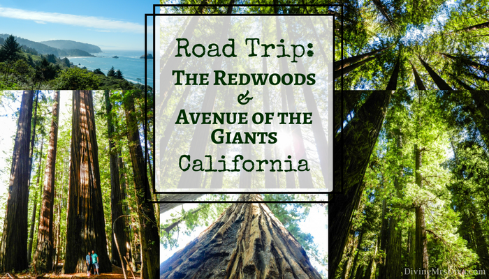 Road Trip: The Redwoods & Avenue of the Giants