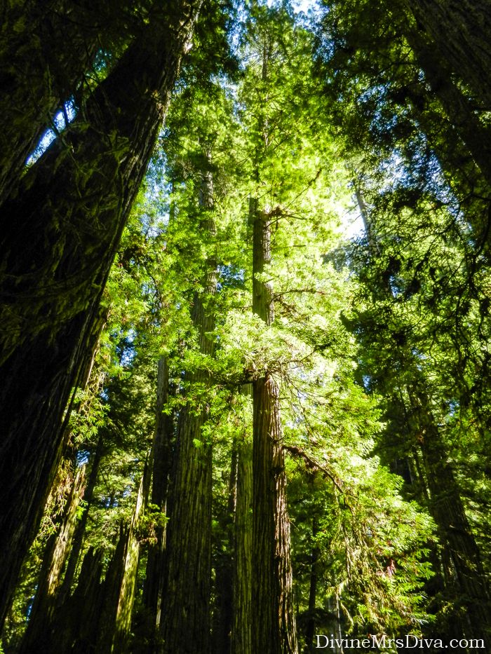 It’s road trip time!  Today, Hailey takes you along the Avenue of the Giants in Northern California to check out the glorious Redwoods! – DivineMrsDiva.com #travel #vacation #plussizetravel #roadtrip #california #northerncalifornia #redwoods #avenueofthegiants #crescentbeachmotel #loletacheesefactory 
