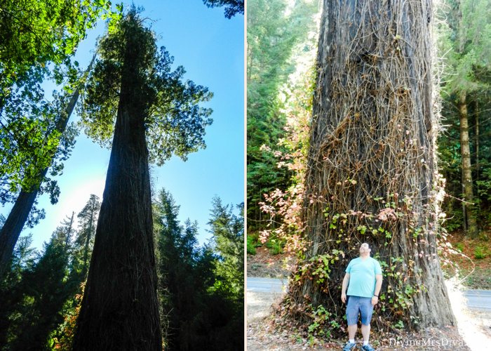 It’s road trip time!  Today, Hailey takes you along the Avenue of the Giants in Northern California to check out the glorious Redwoods! – DivineMrsDiva.com #travel #vacation #plussizetravel #roadtrip #california #northerncalifornia #redwoods #avenueofthegiants #crescentbeachmotel #loletacheesefactory 