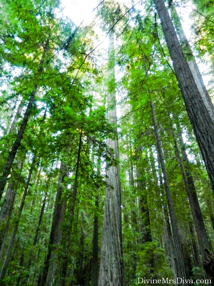 It’s road trip time!  Today, Hailey takes you along the Avenue of the Giants in Northern California to check out the glorious Redwoods! (Avenue of the Giants) – DivineMrsDiva.com #travel #vacation #plussizetravel #roadtrip #california #northerncalifornia #redwoods #avenueofthegiants #crescentbeachmotel #loletacheesefactory 