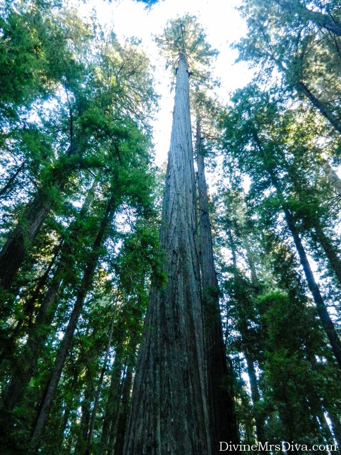 It’s road trip time!  Today, Hailey takes you along the Avenue of the Giants in Northern California to check out the glorious Redwoods! (Avenue of the Giants) – DivineMrsDiva.com #travel #vacation #plussizetravel #roadtrip #california #northerncalifornia #redwoods #avenueofthegiants #crescentbeachmotel #loletacheesefactory 