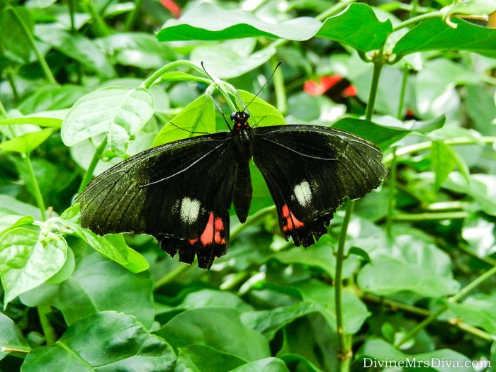 Tropical Butterfly House at the Pacific Science Center in Seattle, WA - DivineMrsDiva.com