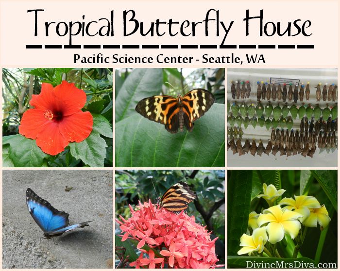 Seattle Trip: Tropical Butterfly House at the Pacific Science Center