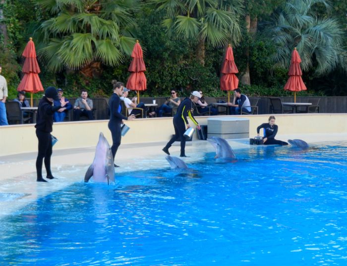 Vegas Vacation Recap: Day 6 (Siegfried and Roy's Secret Garden and Dolphin Habitat) - DivineMrsDiva.com