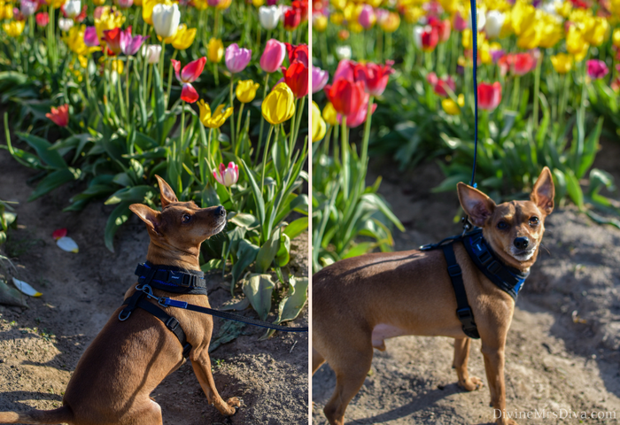 Today, Hailey offers a photo journal of a lovely evening out at Wooden Shoe Tulip Festival in Woodburn, Oregon! – DivineMrsDiva.com  #portland #pdx #woodenshoetulips #tulips #tulipfestival #woodenshoetulipfestival #tulipfarm #woodburnor