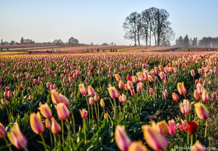 Today, Hailey offers a photo journal of a lovely evening out at Wooden Shoe Tulip Festival in Woodburn, Oregon! – DivineMrsDiva.com  #portland #pdx #woodenshoetulips #tulips #tulipfestival #woodenshoetulipfestival #tulipfarm #woodburnor