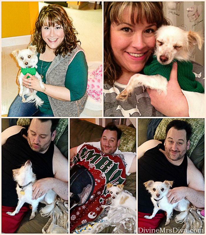 Finnegan Update: A look at Finnegan's progress since we rescued him three months ago. - DivineMrsDiva.com #chihuahua #rescuedog #petadoption #adoptdontshop 