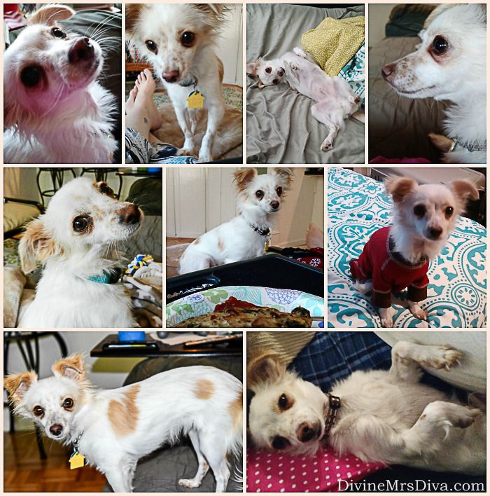 Finnegan Update: A look at Finnegan's progress since we rescued him three months ago. - DivineMrsDiva.com #chihuahua #rescuedog #petadoption #adoptdontshop 