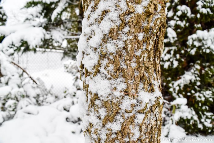 Snow Day in PDX - DivineMrsDiva.com #snow #snowday #nature #pdx #portland #portlandor